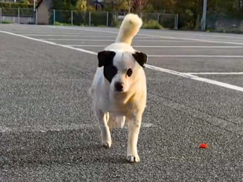 8年間、外にいた野良犬→6年の歳月をかけて保護の準備をした結果…涙があふれる『素敵な展開』が15万再生「運命…」「幸せをつかむ姿最高」