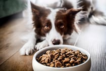 犬に絶対してはいけない『ごはんのしつけ』4選　NG理由や適切な与え方まで解説