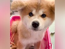 買い物カゴに入るほど小さな『赤ちゃん秋田犬』→約1年後…成長を感じる『尊いビフォーアフター』に反響「大事なカゴ入り娘」「無垢な顔してる」