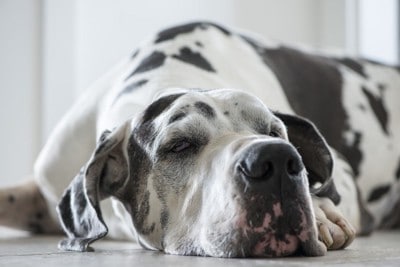 あごを床につけて寝そべっている大型犬