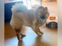 犬と3日間会わなかった結果→喜ぶかと思いきや…なんか切ない『まさかの反応』が23万再生「結構怯えててワロタ」「絵に描いたような後ずさり」