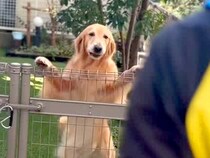 『昔お世話をしてくれたブリーダー』と再会した５歳の大型犬→顔を見た瞬間…『喜びにあふれた行動』に反響「子犬みたい」「特別なんだね」