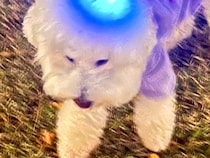 『犬の頭から記憶を吸い取っています』シュールで愛おしい"散歩中の一枚"に9万いいねの大反響「想像したら可愛すぎてｗ」「逆の可能性」