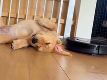 ロボット掃除機が『寝ている大型犬の赤ちゃん』に近づいた結果→『起きてしまうかな』と思ったら…まさかの展開が122万再生「大物感すごい」
