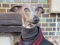 犬が寒そうだったので『人間の上着』を羽織らせた結果→まさかの『カッコ良すぎる姿』に2万いいね集まる「想像以上だったｗ」「オシャレ男子」