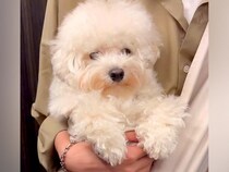 毛が伸びた『もふもふの犬』をトリミングした結果→まるでぬいぐるみのような『ビフォーアフター』に反響「嘘みたいに可愛い」「気品ある」