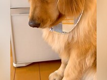 『病院』という言葉を聞いた大型犬→嫌になりすぎて…気持ちが出過ぎている『表情』が可愛いと156万再生「分かりやすすぎる」「悲壮感がｗ」