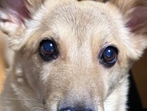 帰宅したお父さんに『間違えて吠えてしまった犬』→まるで人間のような『誤魔化し方』が可愛すぎると3万いいね「作り笑顔で草」「可愛いｗｗ」