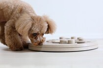 老犬の認知症を予防する『脳トレ』4つ　お家で楽しむ方法から安全に遊ぶための注意点まで