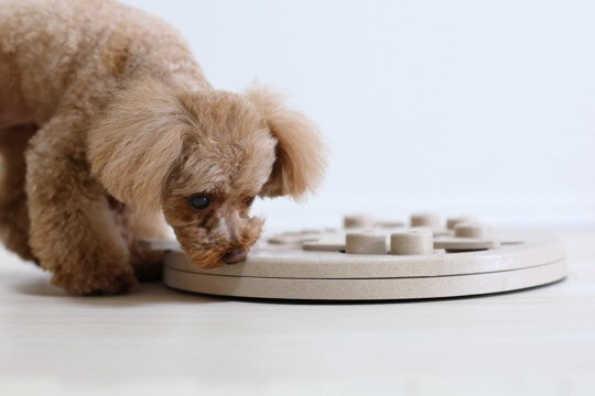 老犬の認知症を予防する『脳トレ』4つ　お家で楽しむ方法から安全に遊ぶための注意点まで