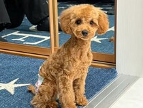 旦那に『犬のカットの送迎』をお願いした結果→まさかのオーダーをして…別犬すぎる『衝撃的な光景』が53万再生「逆に良いｗ」「好きすぎる」