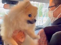 入院していたママを車でお迎えに行く犬→1ヶ月ぶりに顔を合わせた瞬間…喜び溢れる『感動の再会』に反響「寂しかったね」「よかった」と4万再生