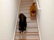 帰宅後、玄関を開けた瞬間『2匹の柴犬が出迎えてくれた』と思ったら…あまりにも辛辣な対応に反響「サービス終了ｗ」「思ってた数倍早くて草」