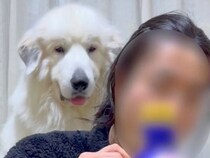 ご飯を食べる男性→背後で『超大型犬』が…絶対に無視できない『とんでもない圧』をかける光景が80万再生「パンチしてて草」「愛が重すぎるｗ」