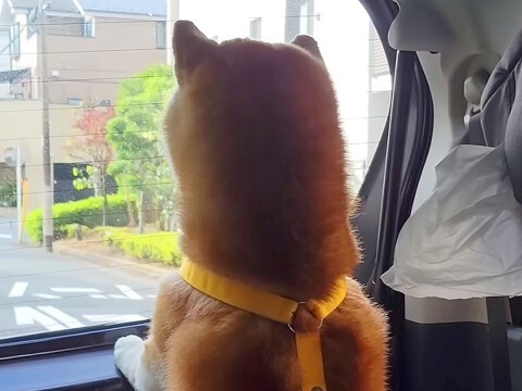 2歳の女の子が『初めて保育園に行った』結果→ずっと一緒に育ってきた犬が…離れた直後の『泣ける反応』が18万再生「切ない」「大切なんだね」