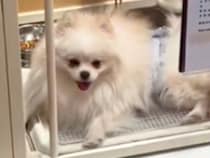 『体が大きくて繁殖犬になれない』と手放された犬→里親募集を見て会いに行った結果…『素敵すぎる結末』に感動「涙が出る」「幸せになって」