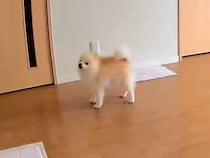 普段は全く吠えない犬→留守番に見守りカメラを覗いてみたら…『切なすぎる光景』が6万表示「あぁ、つらい…」「私が一緒に居てあげたい」の声