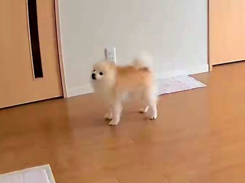 普段は全く吠えない犬→留守番に見守りカメラを覗いてみたら…『切なすぎる光景』が6万表示「あぁ、つらい…」「私が一緒に居てあげたい」の声