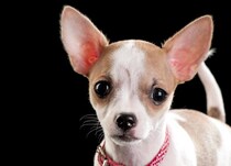 犬が『涙を流す』心理４選　どんなときに泣いてしまうの？考えられる病気まで