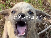 用水路に捨てられていた『人間不信の小さな子犬』を保護…涙が止まらない『心を許した瞬間』が1497万再生「顔が全然違う」「本当によかった」