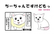 ちーちゃんですけどもっ【第336話】「ちーちゃんの元気な訳」