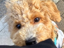 大きな音を出したバイクが横切った結果→ご機嫌で歩いていた犬が…あまりにも愛おしい『まさかの反応』に5万いいね「子どもと一緒」「たまらん」