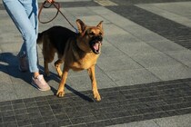 犬が『激怒している』ときに見せるサイン5選　ブチギレている犬に飼い主がしてはいけない行動とは？