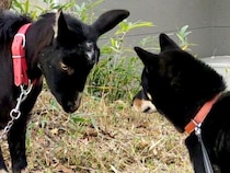 『お互いを同族だと思ってそう』黒いヤギと黒い柴犬が出会った結果→まるで『兄弟のような光景』が106万表示「そっくりｗｗ」「親戚感ある」