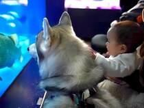赤ちゃんと大型犬が『初めて水族館』に行った結果→大きな水中生物を発見して…可愛すぎる反応が14万再生「楽しんでるｗ」「ニッコニコ」と絶賛