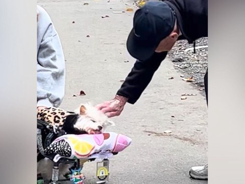 17歳の老犬を散歩中、話しかけてくれたおじいちゃん→同じ歳の愛犬を亡くしていて…愛情にあふれたエピソードに感動「素敵」「優しさが伝わる」