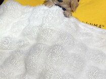 寝室を覗いたら、犬が『お布団』で寝ていて…人間味が強すぎる『まさかの寝方』が1180万表示「可愛さが大爆発してる」「一緒に寝たい」と悶絶