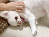 お姉ちゃんと遊びたい犬→途中で喧嘩になって…まさかの人間の子どものような行動が11万再生「家出（部屋出）ｗ」「こんな小学生いるよねｗ」