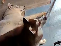 留守番をする2匹のハスキー犬→ペットカメラを覗いた結果…想定外だった『まさかのイタズラ』に2万いいね「のびるチーズかと思ったｗ」と爆笑