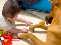 向かい合って寝転ぶ赤ちゃんと元保護犬→おもちゃを咥えたと思ったら…子守りのような『まさかの神対応』に反響「可愛いの渋滞」「優しい世界」