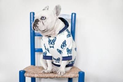 青いイスに座っているフレンチブルドッグ