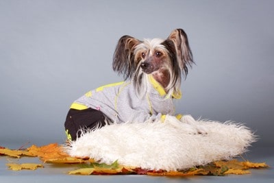 クッションの上くつろぐチャイニーズ・クレステッド・ドッグ