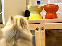 朝、犬のご飯をお皿に入れた結果→食べたくなりすぎてしまい…想像以上の『跳躍力』が17万表示「オリンピック出れる」「と、とんでる」と反響