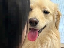 『絶対に自分だけ見ていて欲しい犬』VS『テレビや本を見たいママ』→勝てるわけがない尊い戦いが252万表示「物理的に見えんｗ」「可愛すぎ」