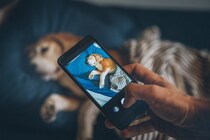 犬をスマホで撮る時に絶対してはいけないNG行為4選