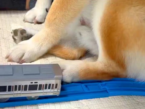 『脱線事故を起こす柴犬』電車のおもちゃで遊ぶ小さな男の子→無慈悲すぎる『邪魔の仕方』が11万表示「仕方ないｗｗ」「可愛すぎるあんよ」