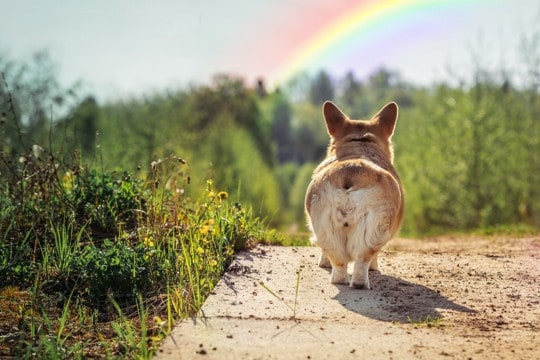 『ペットロス』を乗り越えるための方法4つ　前向きに立ち直るために心がけるべきこと