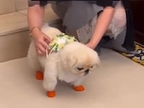 結婚式で『リングドッグ』を任された犬→通路を歩くのかと思いきや…まさかの『マイペースすぎる光景』に爆笑「たまらん可愛さ」「ファンサｗ」