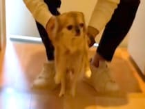 ７歳の『元繁殖犬』を引き取ると決めた結果→『緊張してしまうかな』と思ったら…予想外な『まさかの反応』が話題「嬉しそうな表情」「涙出た」