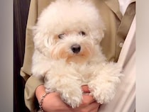 毛が伸びた『もふもふの犬』をトリミングした結果→まるでぬいぐるみのような『ビフォーアフター』に反響「嘘みたいに可愛い」「気品ある」