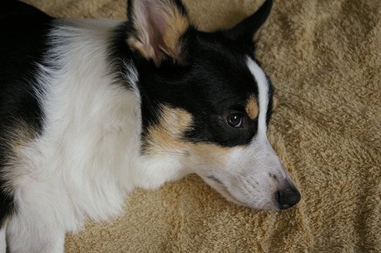 犬が『無視してくる』心理５選　飼い主の呼びかけに反応しない理由や興味をもってもらう方法まで