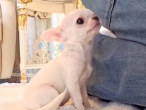 お迎え予定の『極小子犬』と初めて会い、レクチャーを受けていたら…『初対面とは思えない行動』が尊いと132万再生「涙が…」「天使すぎる」