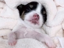 全然起きない赤ちゃん犬→心配になり病院に行った結果…思いもよらない『まさかの診断名』が90万再生「別名高木ぶー」「朝ご飯中にワロタ」