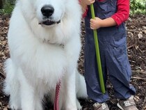 大きな葉っぱで『相合傘』をする女の子と超大型犬→もはや『絵本の世界のような光景』に1万いいね集まる「トトロの世界観」「物語が始まりそう」