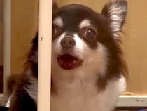 声帯を切られた『元繁殖犬』→100日以上も家族が決まらず…思わず涙があふれる『素敵な結末』に反響「泣けちゃう」「たくさん愛してもらって」