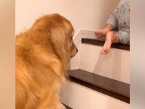 階段を登っている小さな男の子→大型犬も一緒になって…本当のお兄ちゃんのように『優しく見守る光景』に反響「お利口さん」「子守ができるのね」